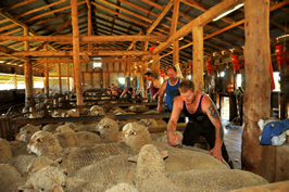 Steam Plains Shearing 022662  © Claire Parks Photography 